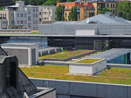 Extensive green roof in the city